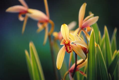 蘭 植物|蘭（ラン）の種類や分類、その育て方について解説